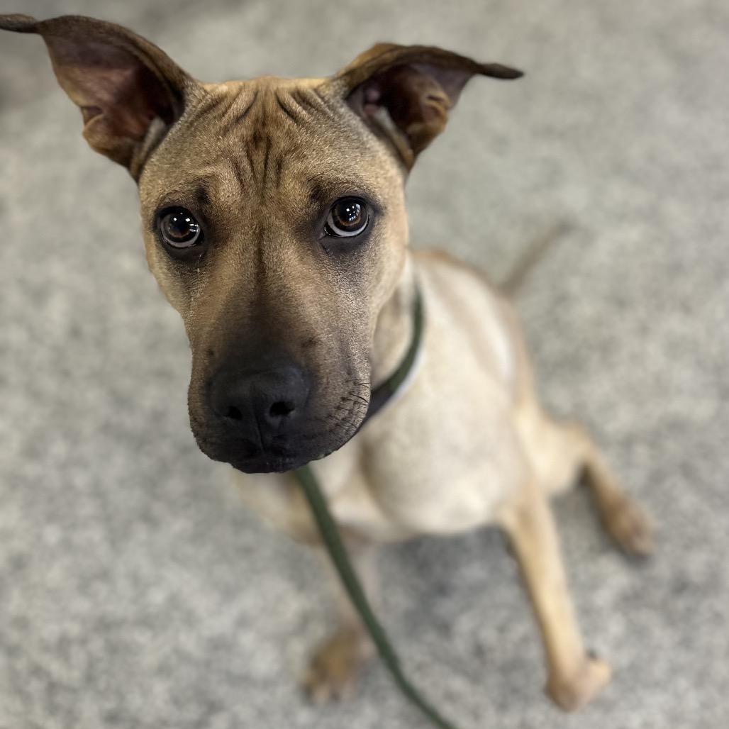 Daisy, a Adoptable mixed breed in Long Beach, CA image 5/6