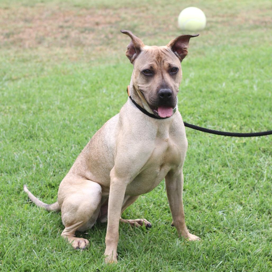 Daisy, a Adoptable mixed breed in Long Beach, CA image 6/6