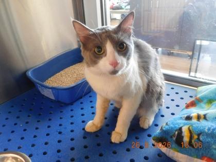 Beesa, Adoptable, Adult Male Domestic Short Hair & Domestic Short Hair.