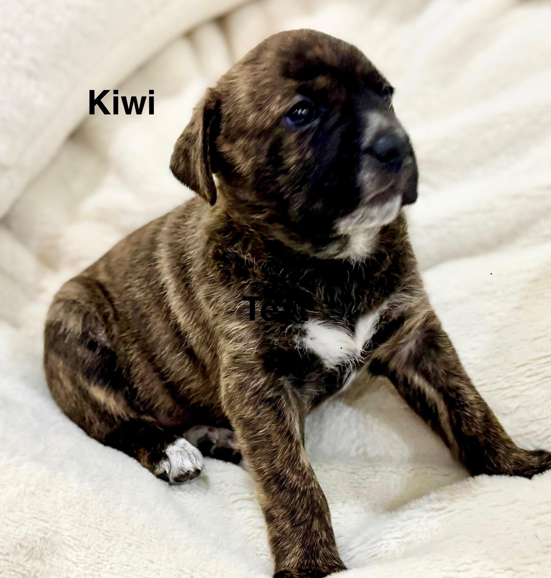 Enlarge Kiwi, a ADOPTABLE mixed breed in Penryn, CA image 1/1