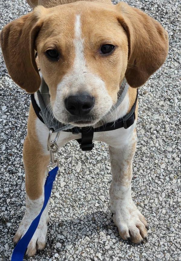Ricky, ADOPTABLE, Puppy Male Hound.