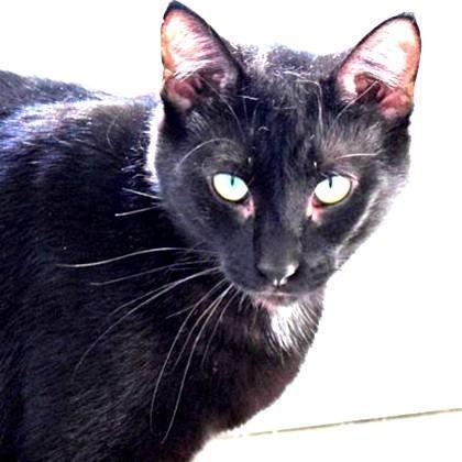 Neville, Adoptable, Senior Male Domestic Short Hair.