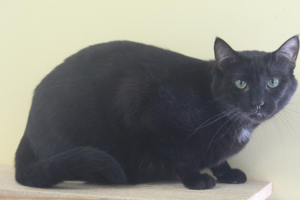 Enlarge Neville, a Adoptable mixed breed in Syracuse, IN image 1/5