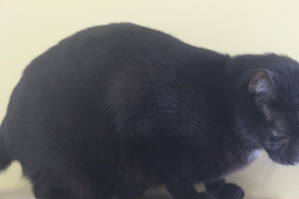 Neville, a Adoptable mixed breed in Syracuse, IN image 3/5