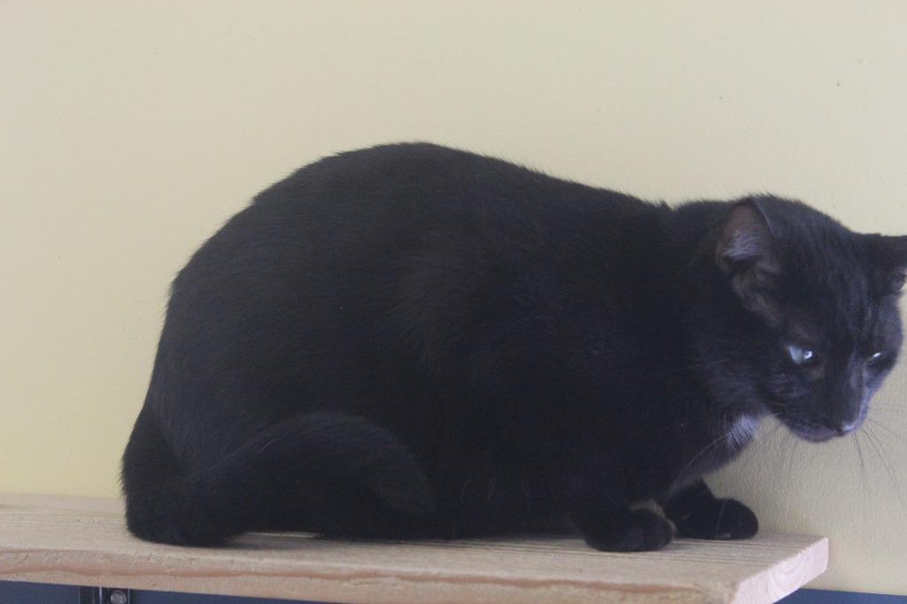 Neville, a Adoptable mixed breed in Syracuse, IN image 4/5