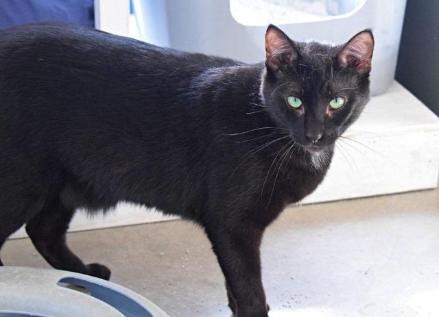 Enlarge Neville, a Adoptable mixed breed in Syracuse, IN image 5/5