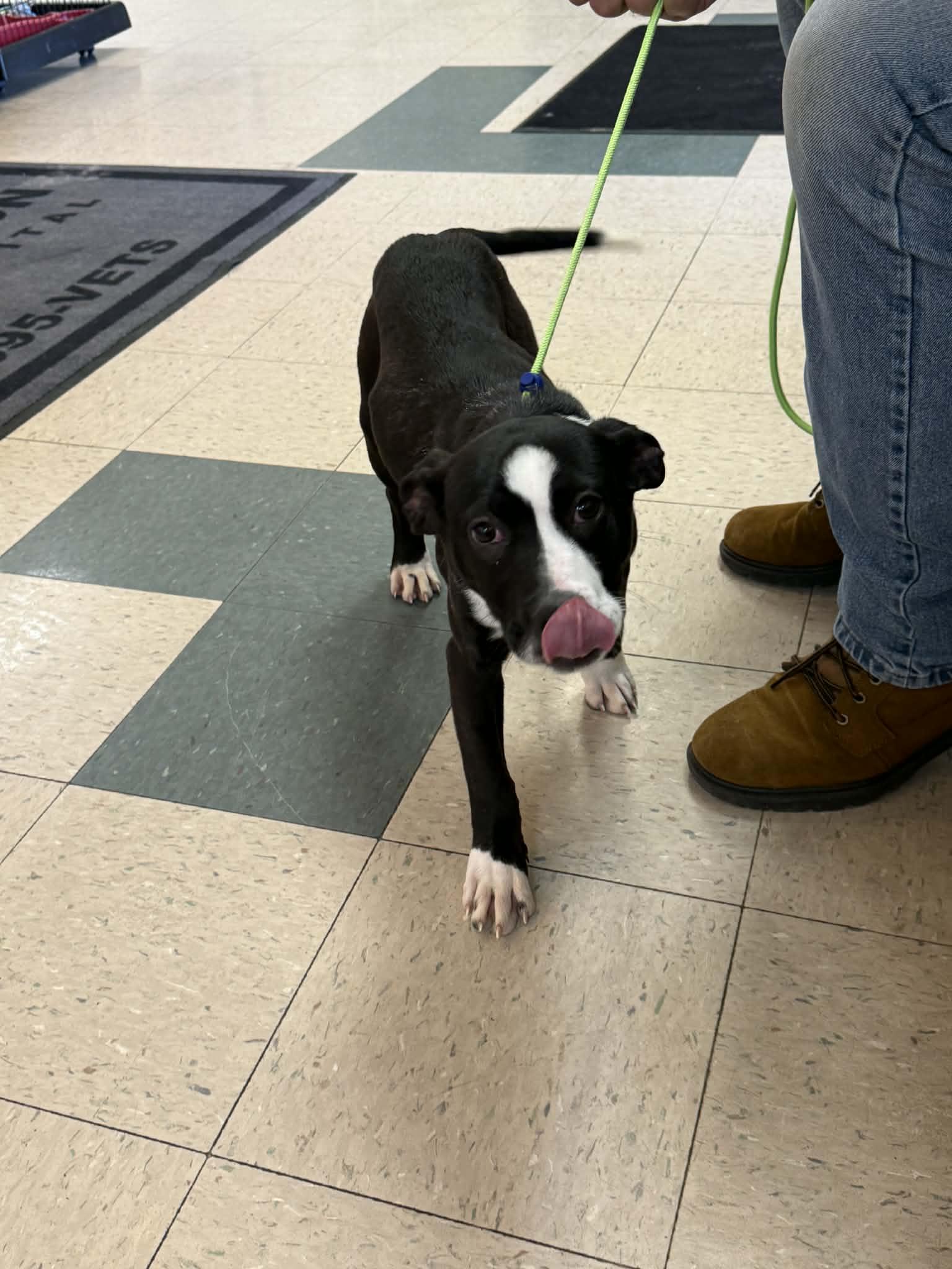 Enlarge Justice, a ADOPTABLE mixed breed in St. Clairsville, OH image 4/4