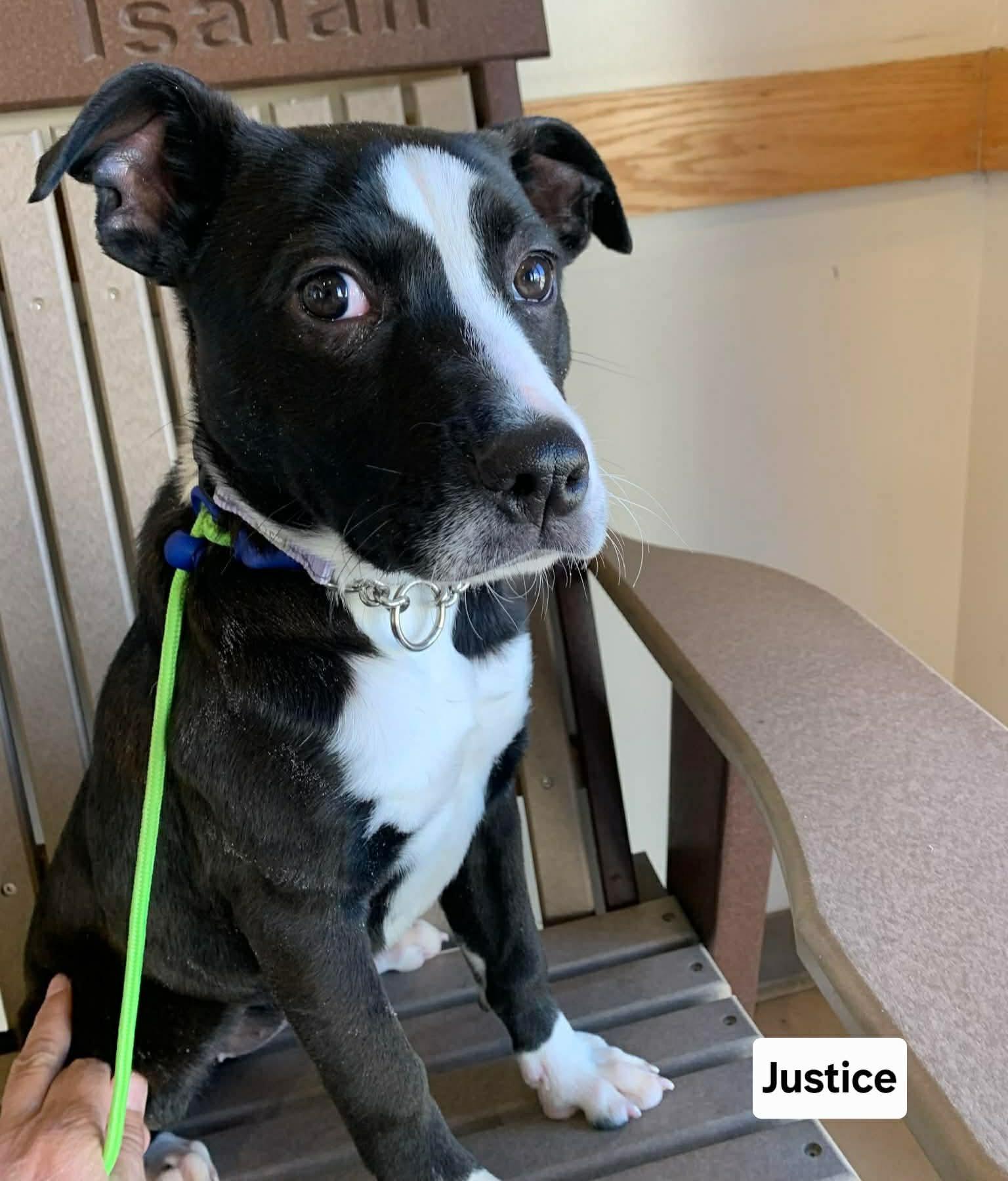 Enlarge Justice, a ADOPTABLE mixed breed in St. Clairsville, OH image 2/4
