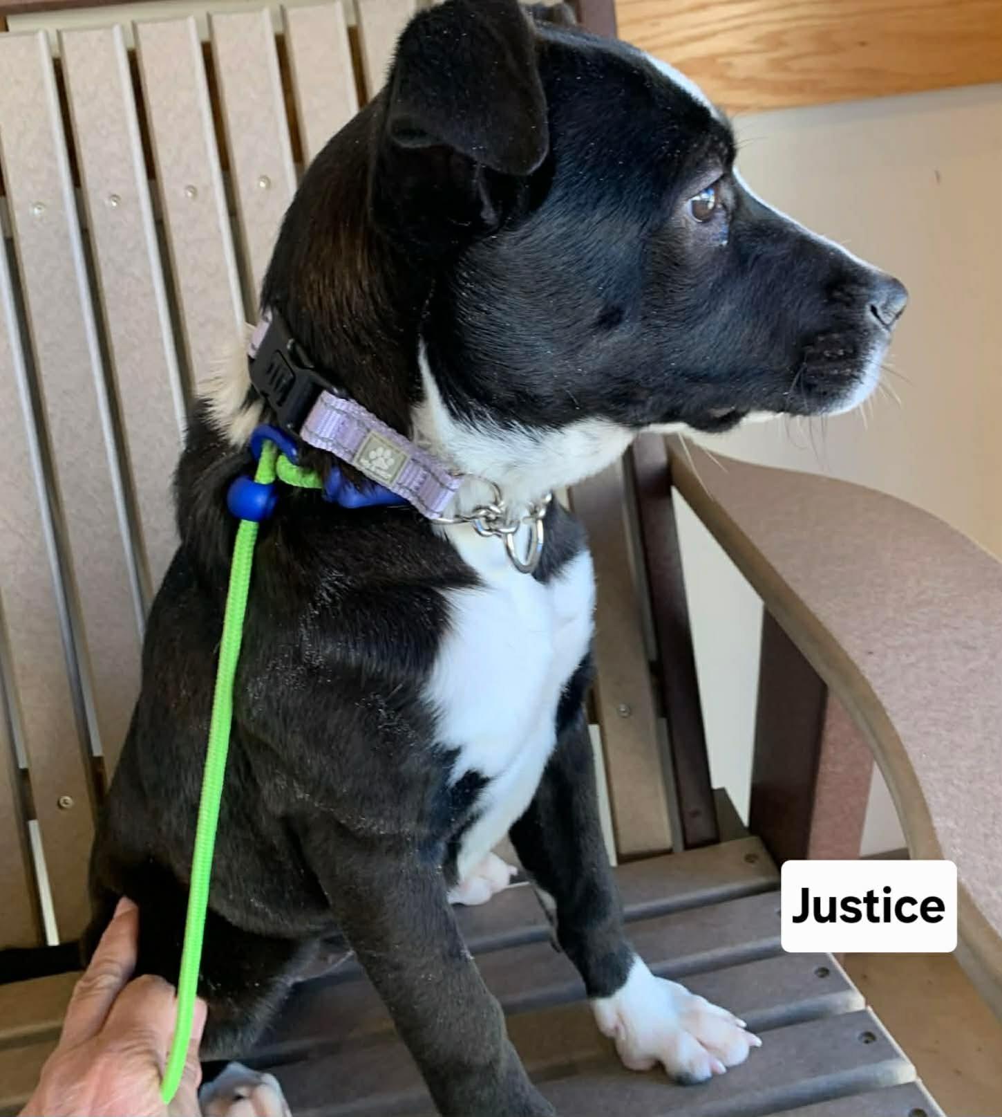 Enlarge Justice, a ADOPTABLE mixed breed in St. Clairsville, OH image 3/4