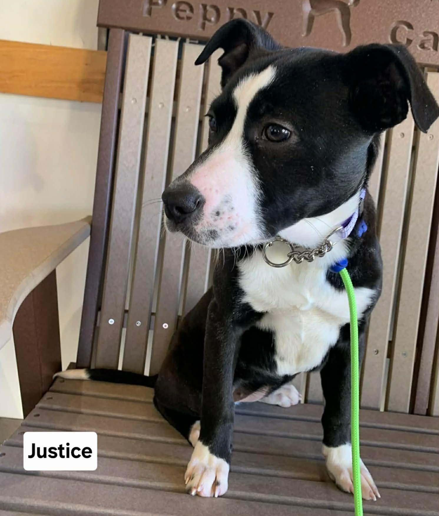 Enlarge Justice, a ADOPTABLE mixed breed in St. Clairsville, OH image 1/4