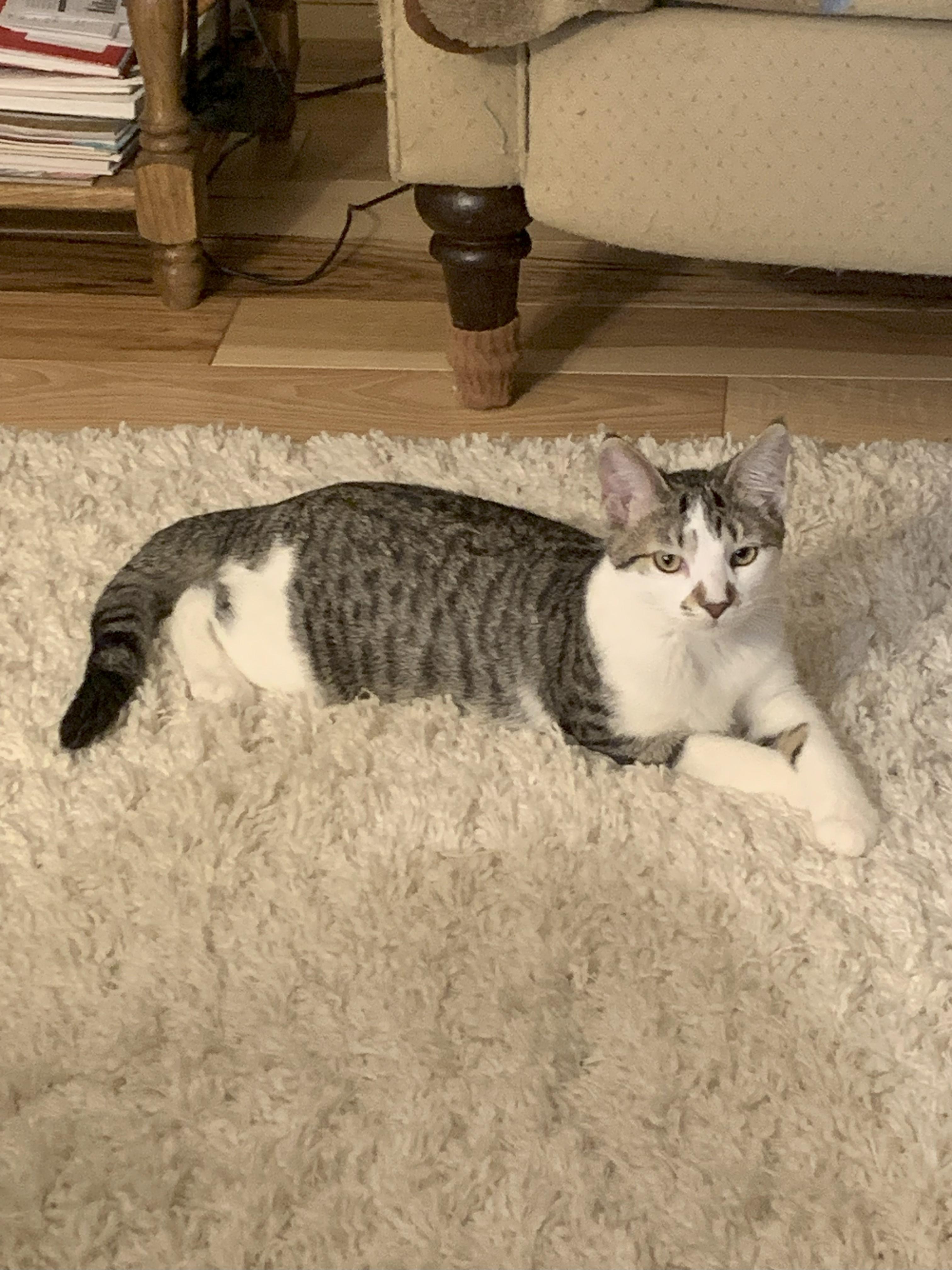 Missy “An Extra Loving Girl”, Adoptable, Young Female Domestic Medium Hair.