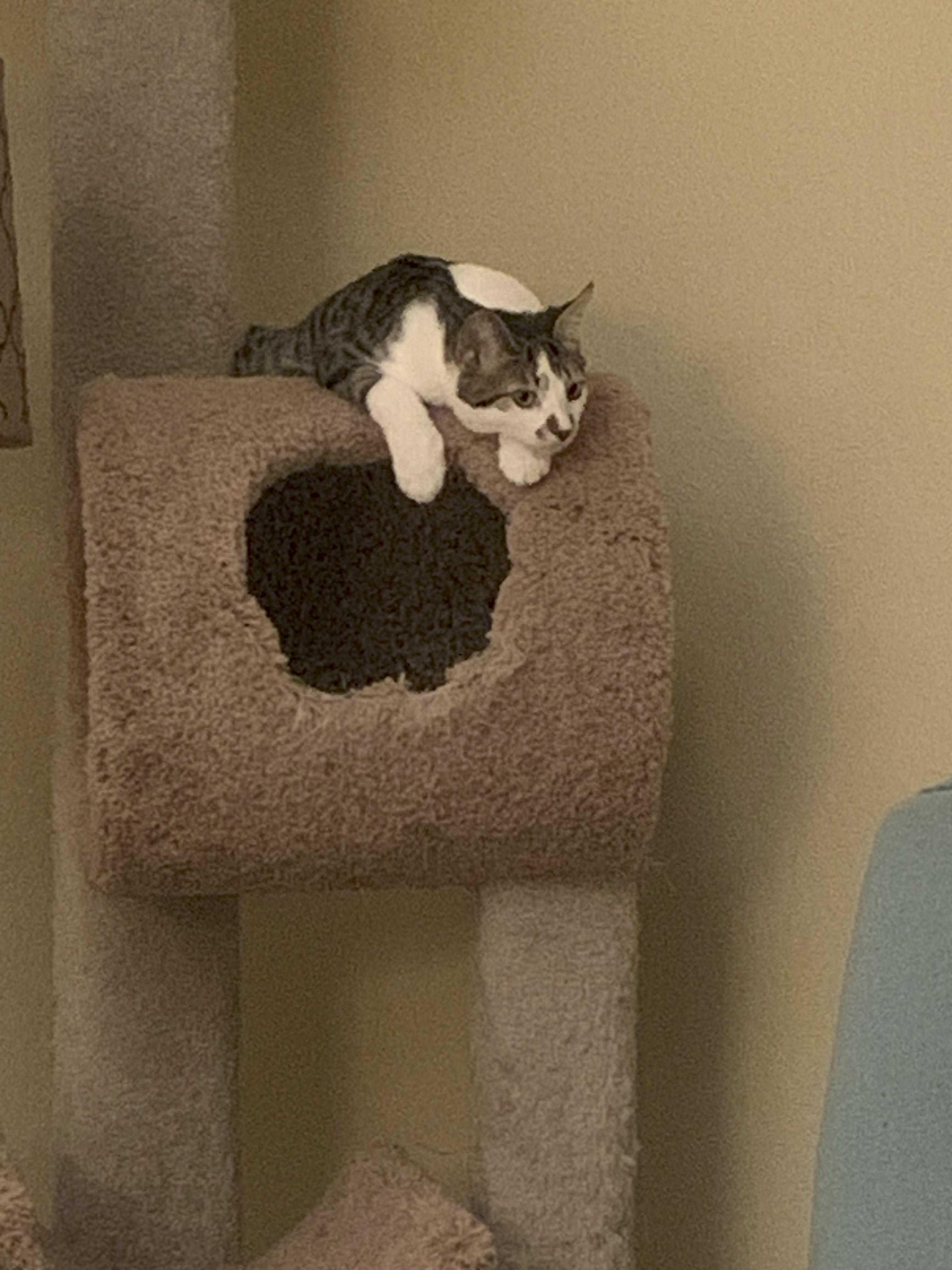 Missy  “An Extra Loving Girl”