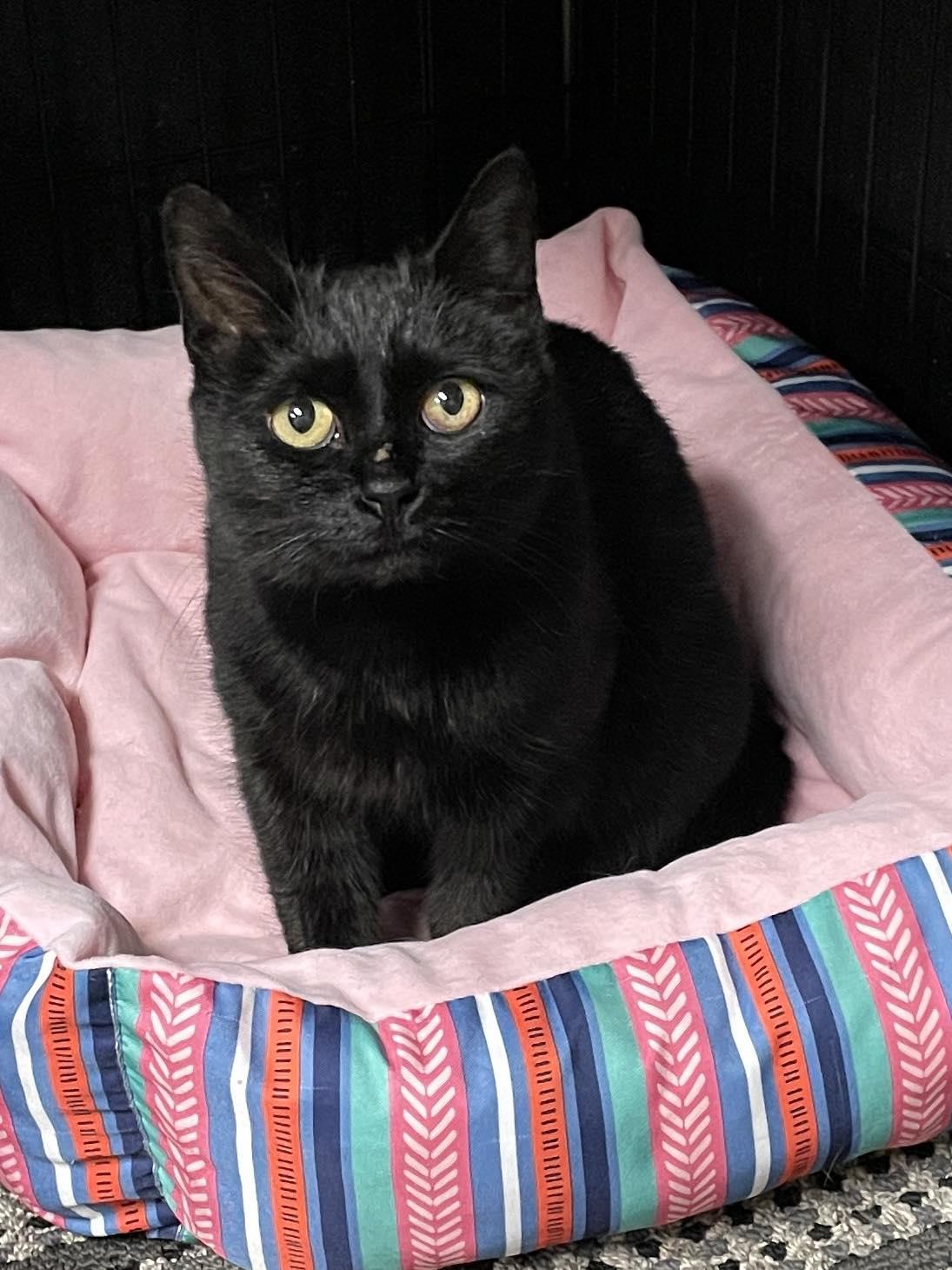 Enlarge Luna Lovegood, a Adoptable Domestic Short Hair in Sterling Heights, MI image 1/1