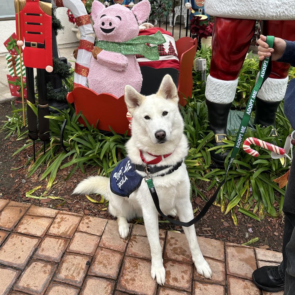 Enlarge Silver Surfer, a Adoptable mixed breed in Long Beach, CA image 2/6