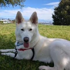 Enlarge Silver Surfer, a Adoptable mixed breed in Long Beach, CA image 5/6