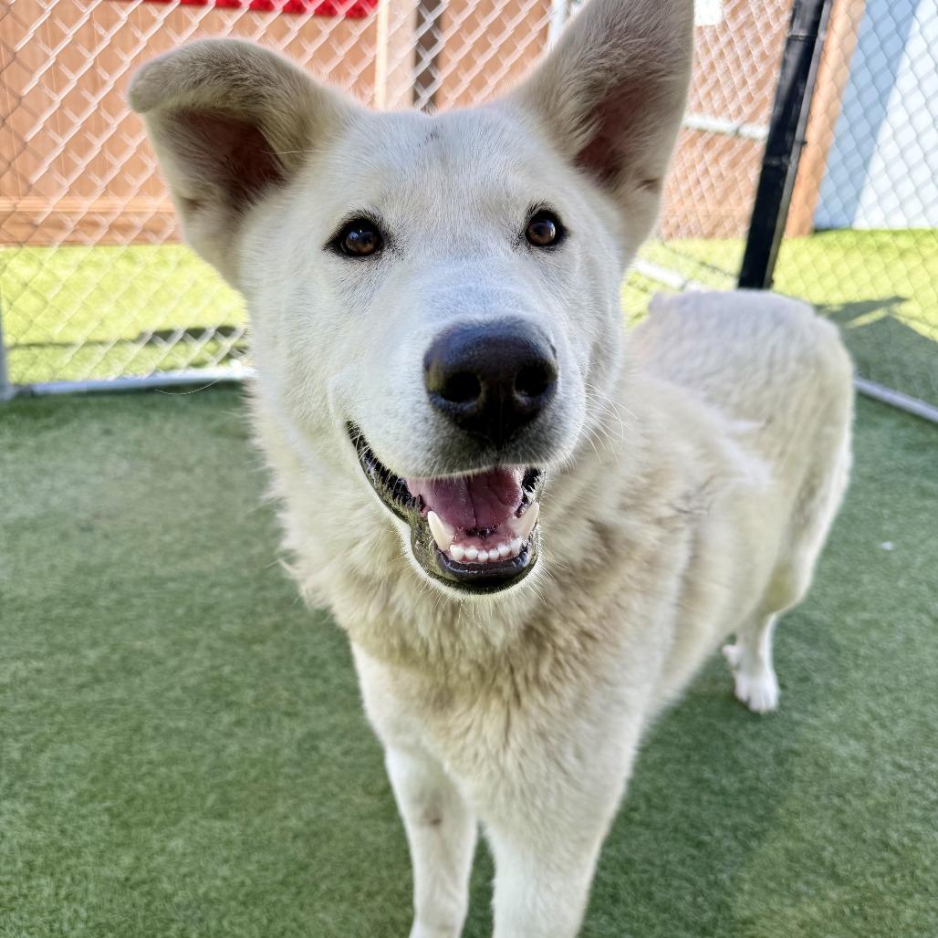 Enlarge Silver Surfer, a Adoptable mixed breed in Long Beach, CA image 6/6