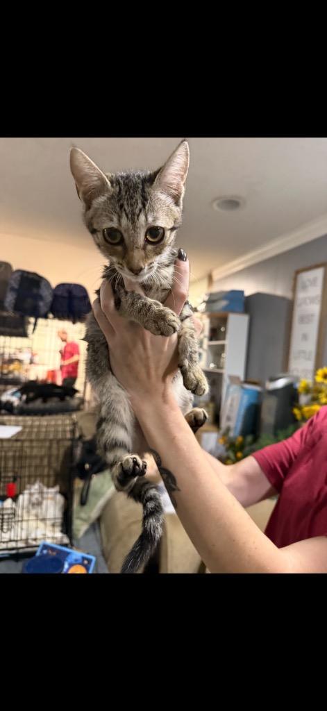 Turbo Charged, Adoptable, Kitten Female Domestic Short Hair.