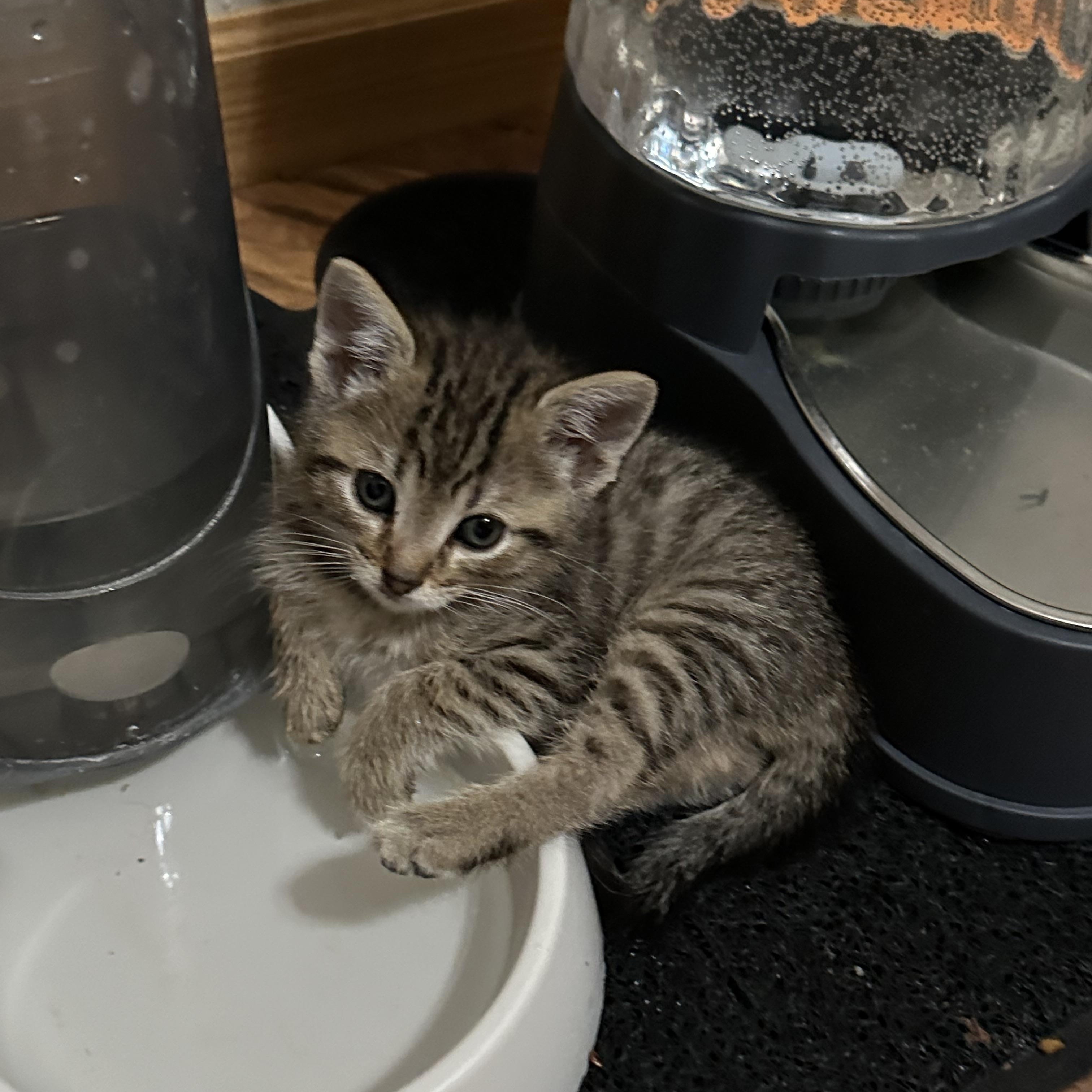 Enlarge Bronx, a Adoptable Domestic Short Hair in Minneapolis, MN image 2/3