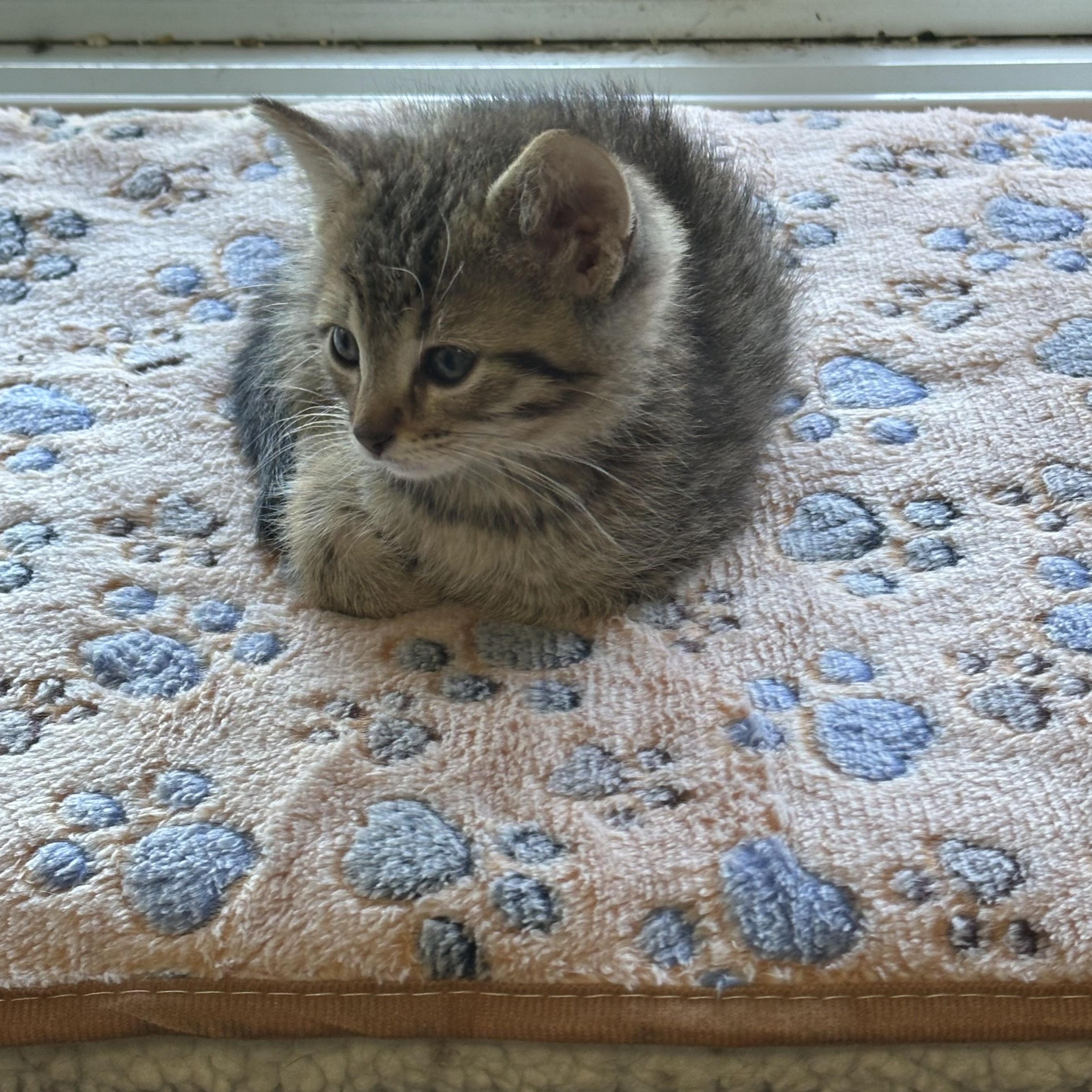 Enlarge Bronx, a Adoptable Domestic Short Hair in Minneapolis, MN image 3/3