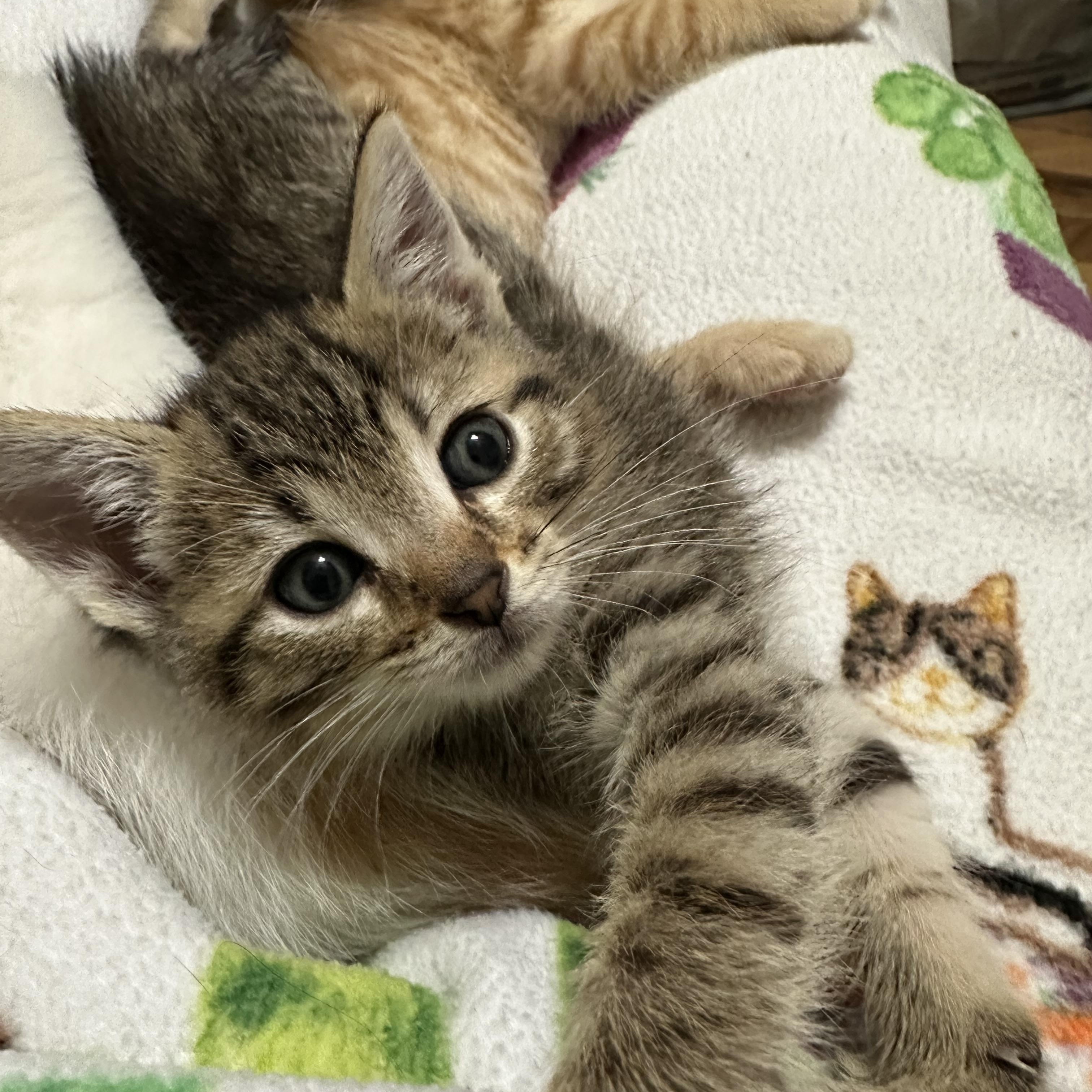 Enlarge Bronx, a Adoptable Domestic Short Hair in Minneapolis, MN image 1/3