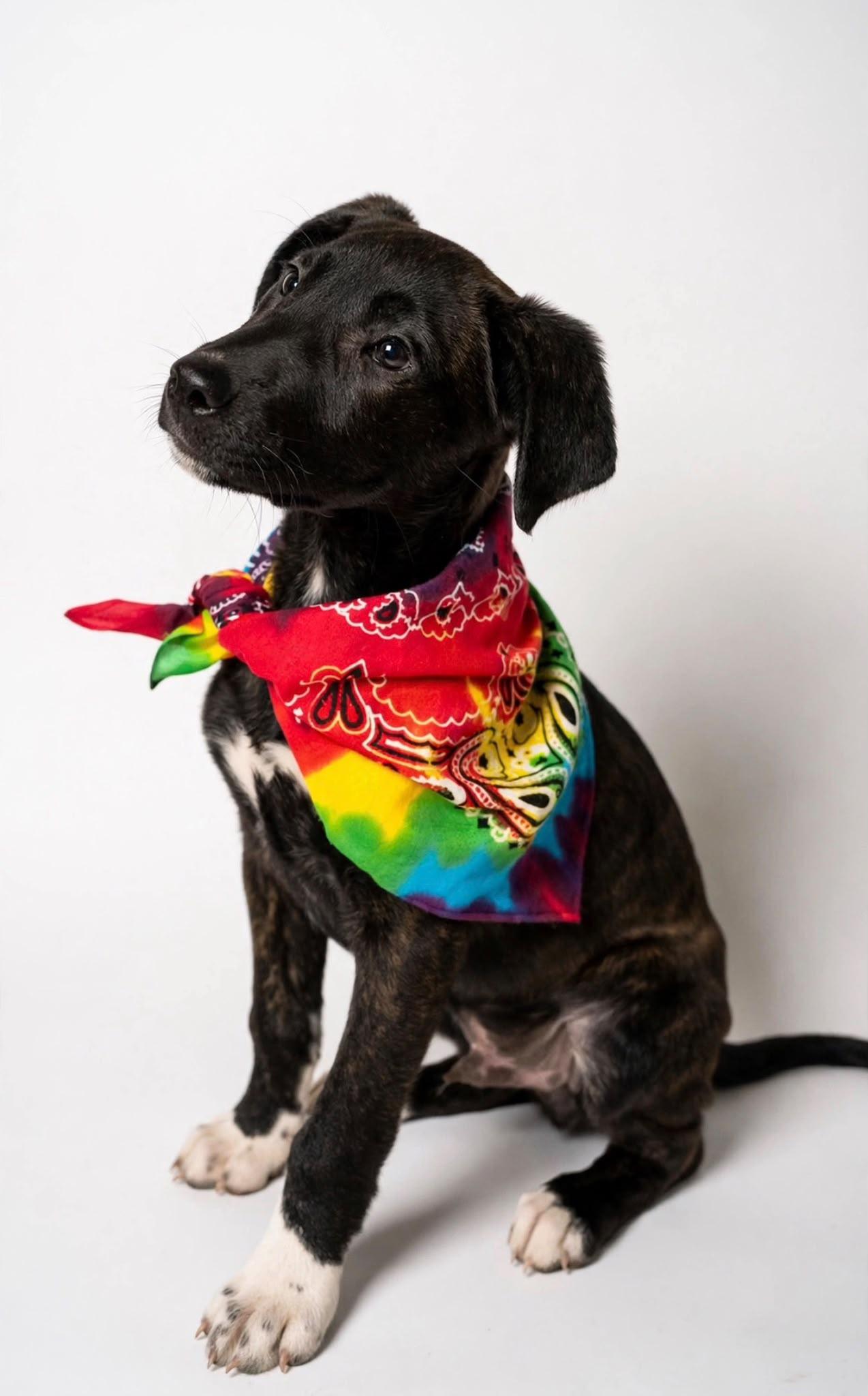 Enlarge Benedict AKA Benny, a Adoptable mixed breed in Horseheads, NY image 5/6