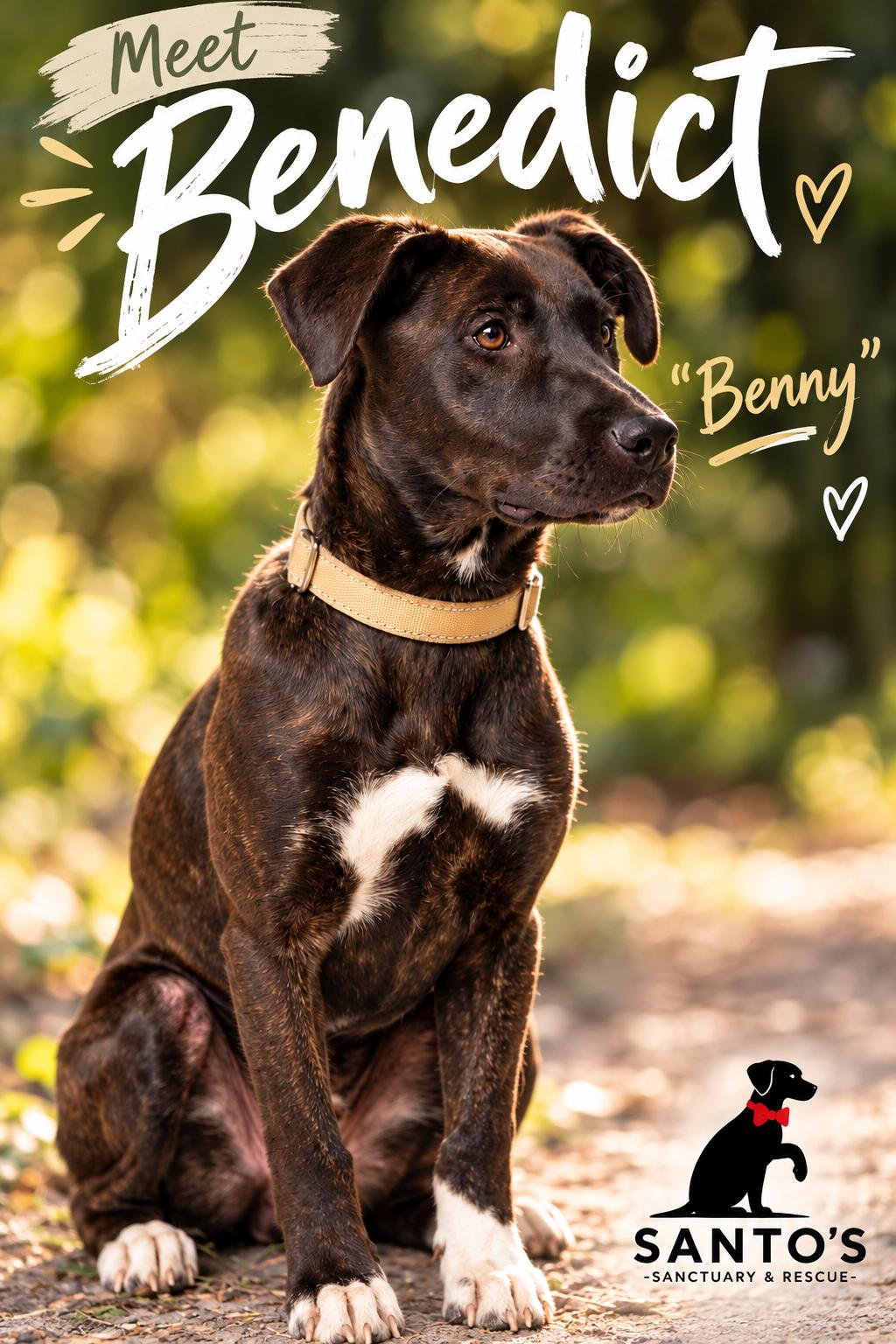 Benedict AKA Benny, Adoptable, Young Male Black Mouth Cur & Black Labrador Retriever.