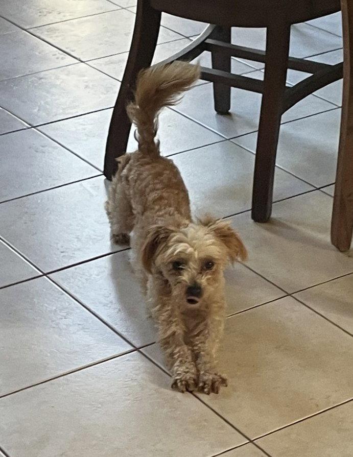 Jax, Adopted, Adult Male Maltese & Shih Tzu.