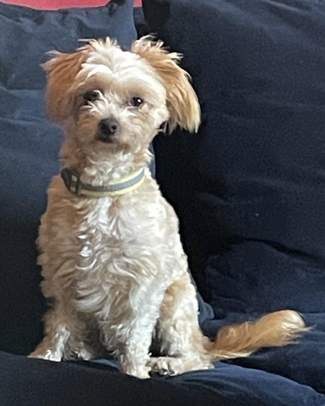 Enlarge Jax, a Adopted mixed breed in San Francisco, CA image 2/3