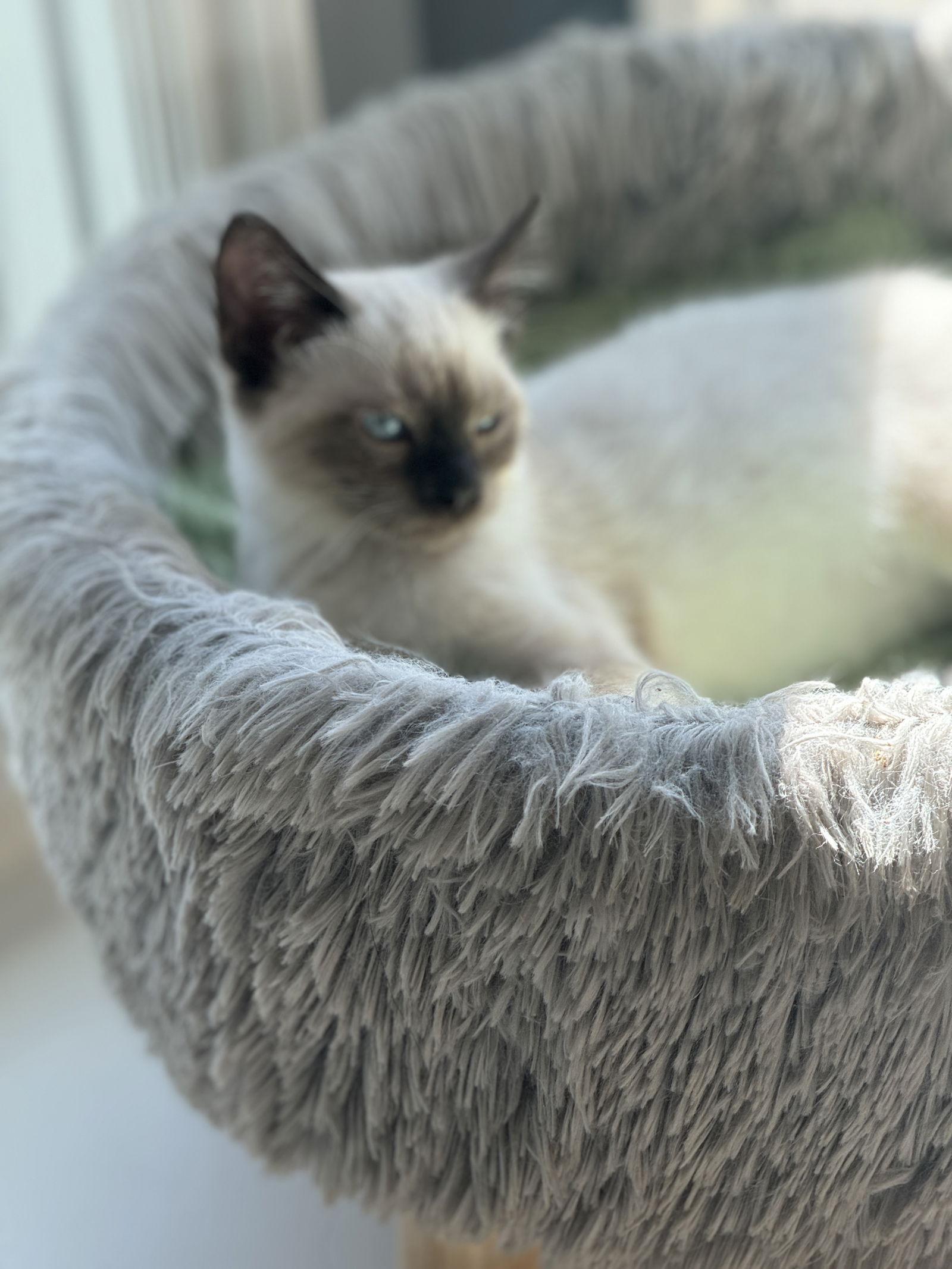 Frosty Paws, a Adopted mixed breed in Seal Beach, CA image 1/2