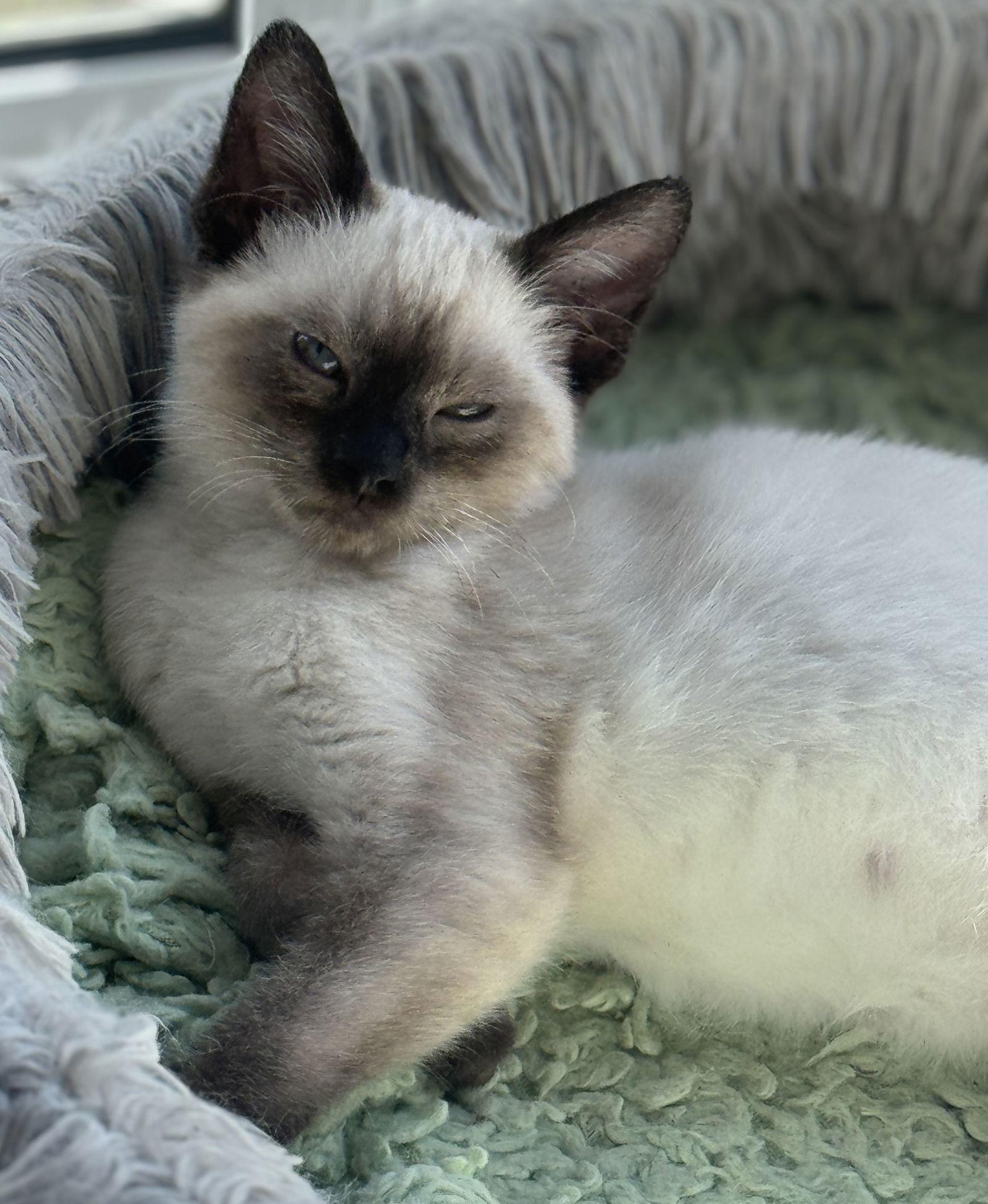 Frosty Paws, a Adopted mixed breed in Seal Beach, CA image 2/2