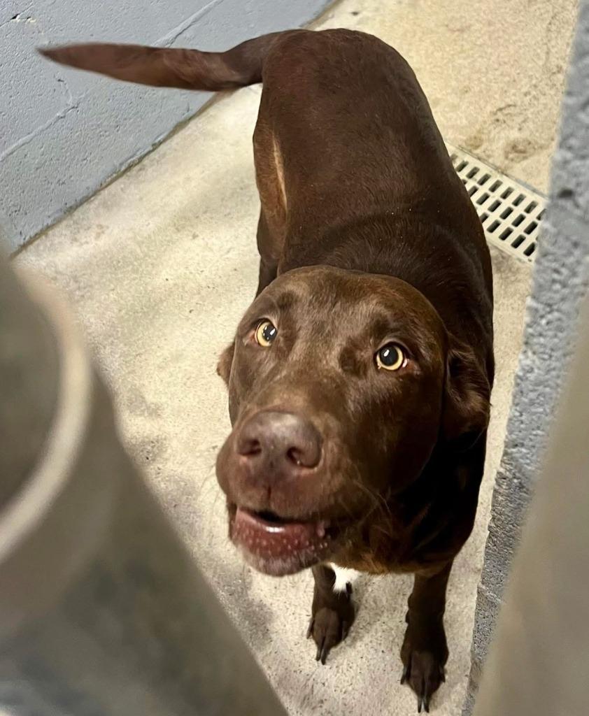 Hazel, Adopted, Adult Female Labrador Retriever.