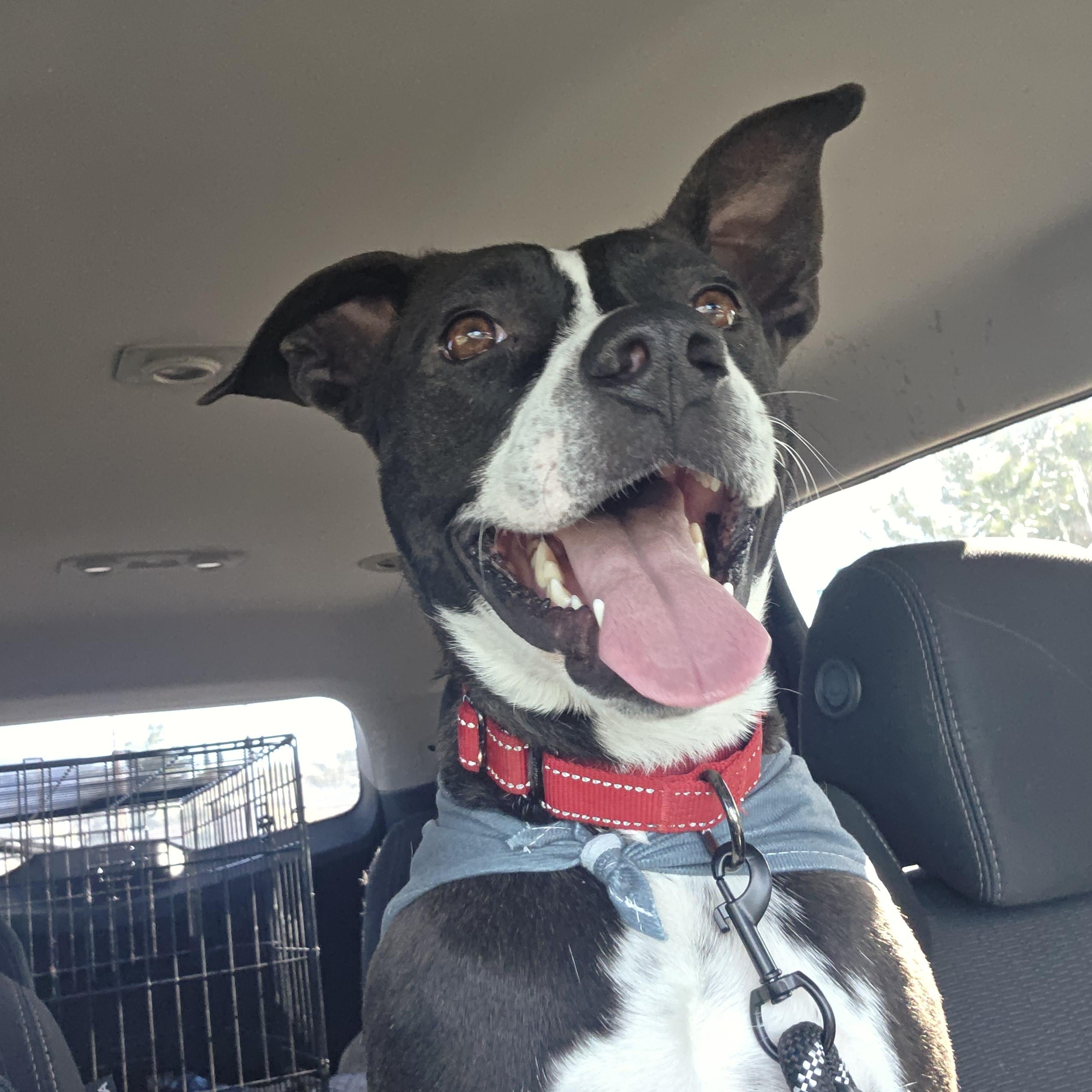 Enlarge LB aka Mr. Bud, a ADOPTABLE mixed breed in Tucson, AZ image 2/3