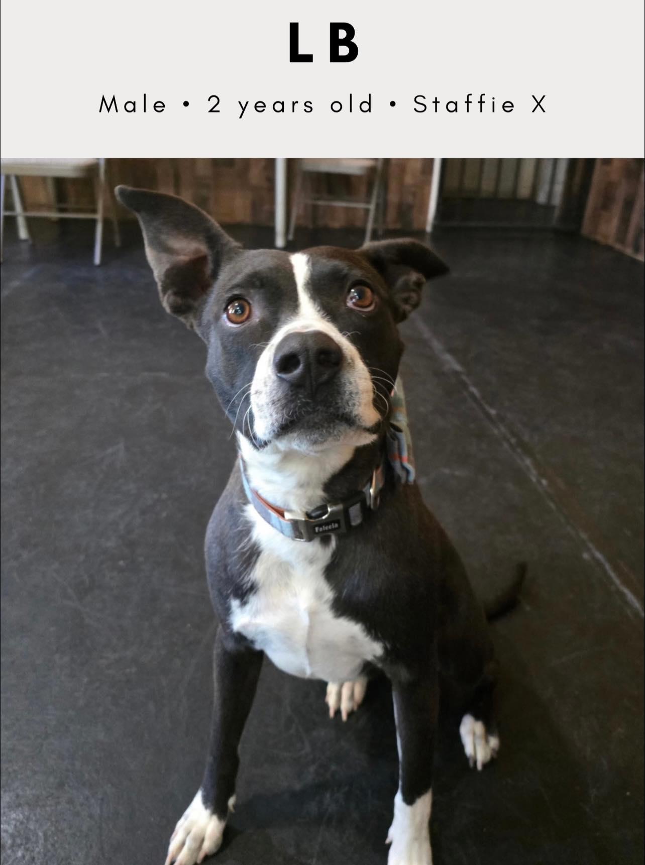 Enlarge LB aka Mr. Bud, a ADOPTABLE mixed breed in Tucson, AZ image 1/3