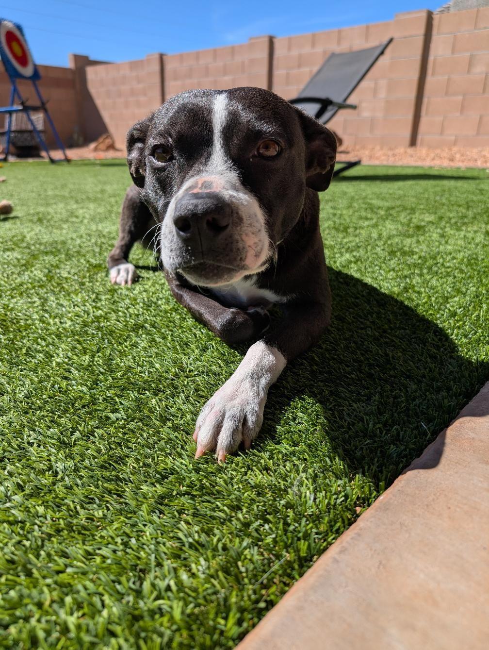 Enlarge LB aka Mr. Bud, a ADOPTABLE mixed breed in Tucson, AZ image 3/3