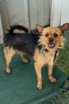 Oliver bonded with Duffy available at Charlie's Little Dog House