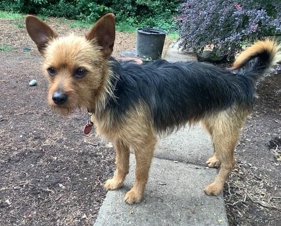 Oliver bonded with Duffy available at Charlie's Little Dog House