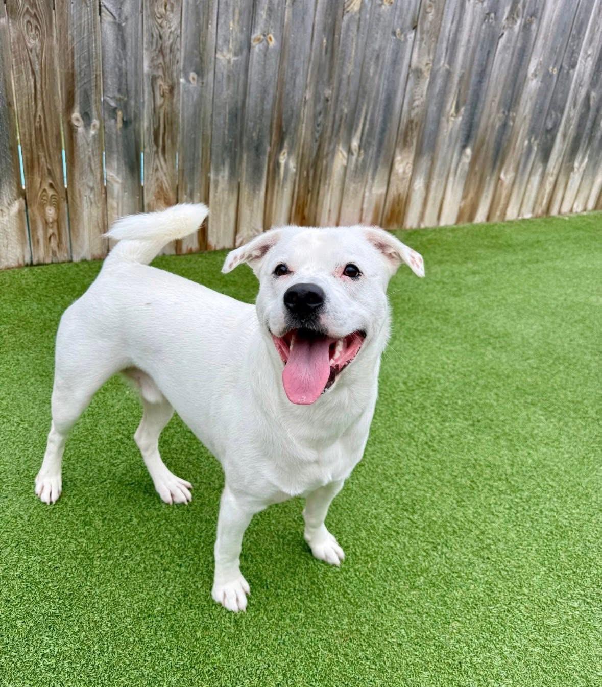 Enlarge Casper, a ADOPTABLE mixed breed in Woodbury, NJ image 2/3