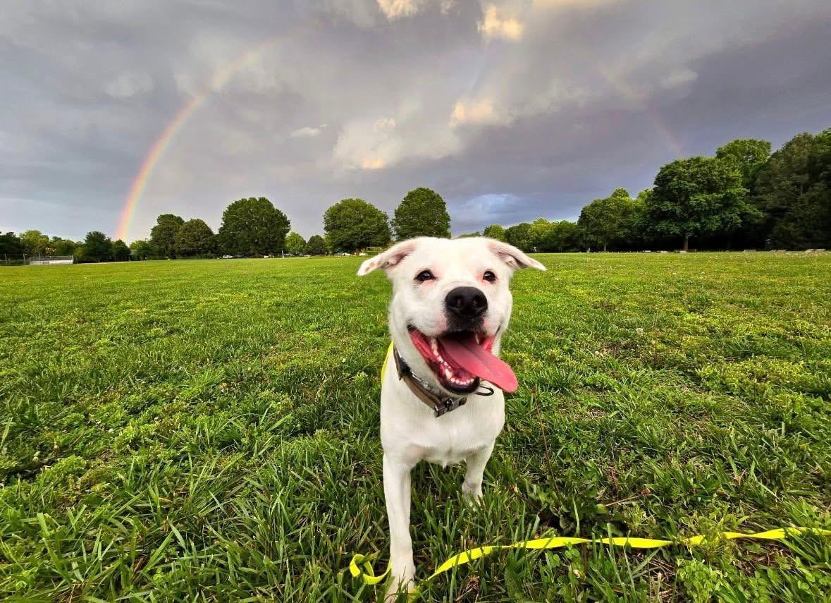 Enlarge Casper, a ADOPTABLE mixed breed in Woodbury, NJ image 3/3