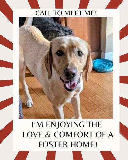 Wilbur, an adoptable Yellow Labrador Retriever in Appleton, WI, 54914 | Photo Image 1