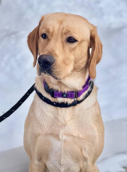 Wilbur, an adoptable Yellow Labrador Retriever in Appleton, WI, 54914 | Photo Image 2