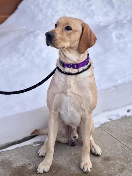 Wilbur, an adoptable Yellow Labrador Retriever in Appleton, WI, 54914 | Photo Image 4
