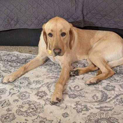 Wilbur, an adoptable Yellow Labrador Retriever in Appleton, WI, 54914 | Photo Image 5