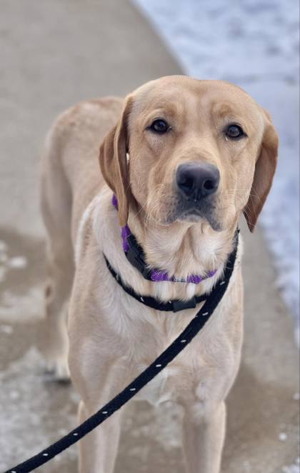 Wilbur, an adoptable Yellow Labrador Retriever in Appleton, WI, 54914 | Photo Image 3
