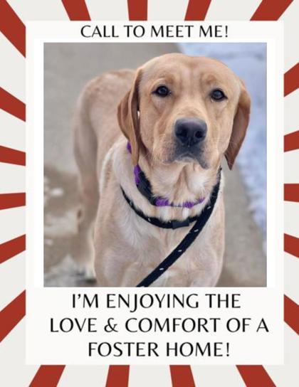 Wilbur, an adoptable Yellow Labrador Retriever in Appleton, WI, 54914 | Photo Image 1