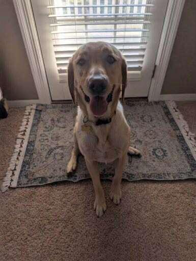 Wilbur, an adoptable Yellow Labrador Retriever in Appleton, WI, 54914 | Photo Image 6