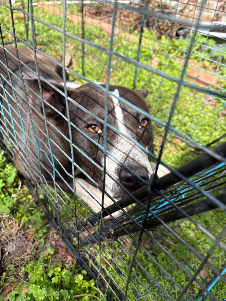 Enlarge Cornelius, a Adoptable mixed breed in Effingham, SC image 1/3