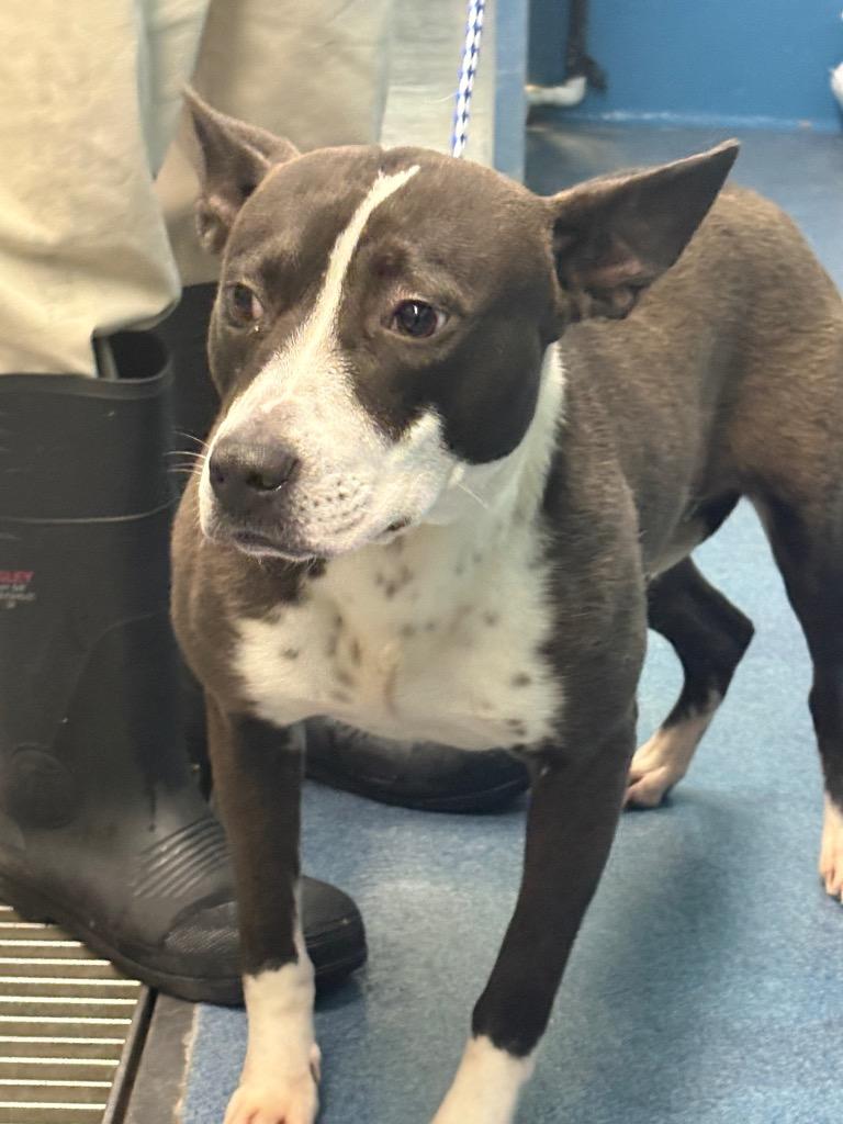 Enlarge Cornelius, a Adoptable mixed breed in Effingham, SC image 2/3