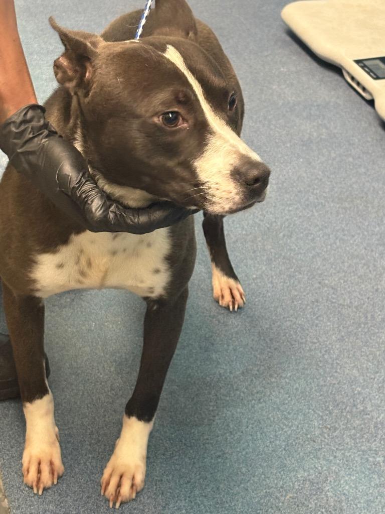 Enlarge Cornelius, a Adoptable mixed breed in Effingham, SC image 3/3