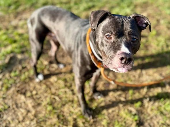 WORK HARD BE KIND, Adoptable, Adult Male Pit Bull Terrier & Mixed Breed.