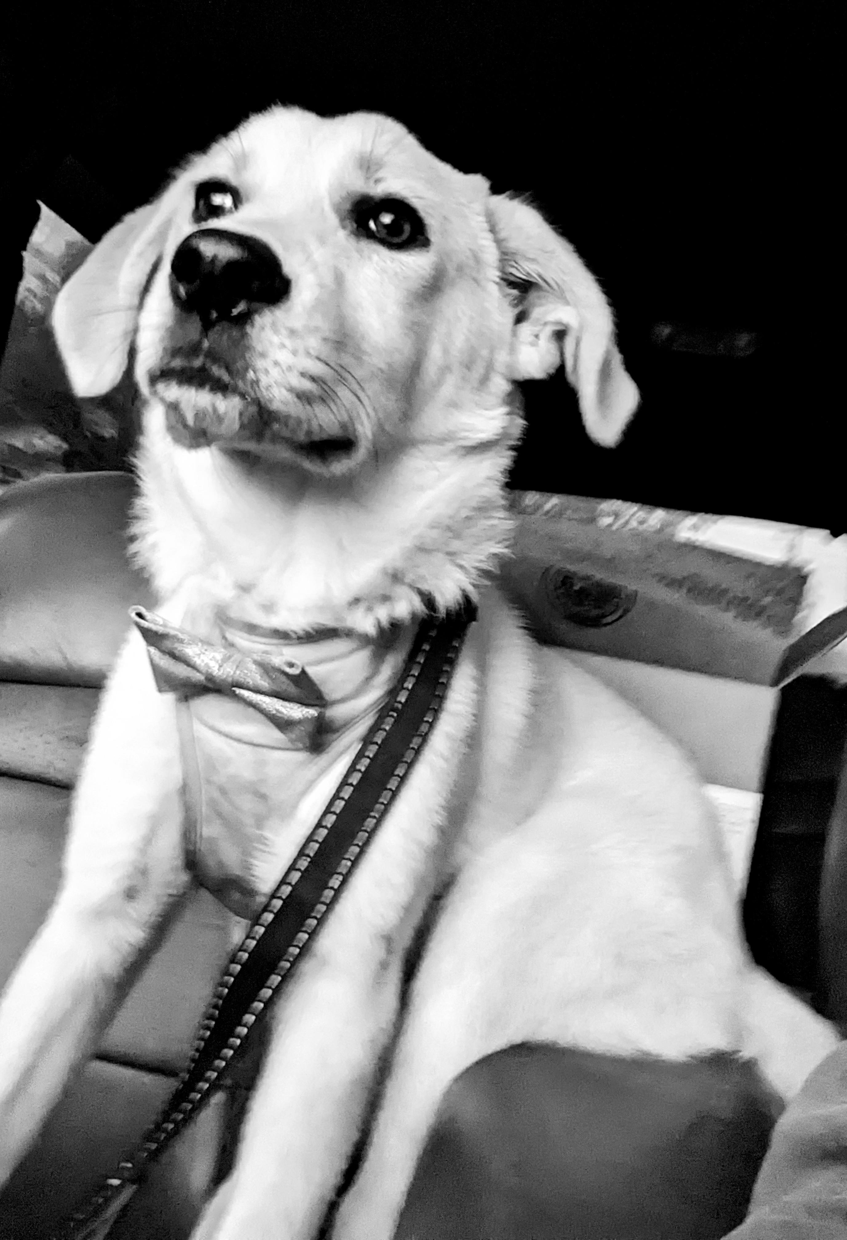 Dory(aka Dorito), a Adoptable mixed breed in Chattanooga, TN image 1/3